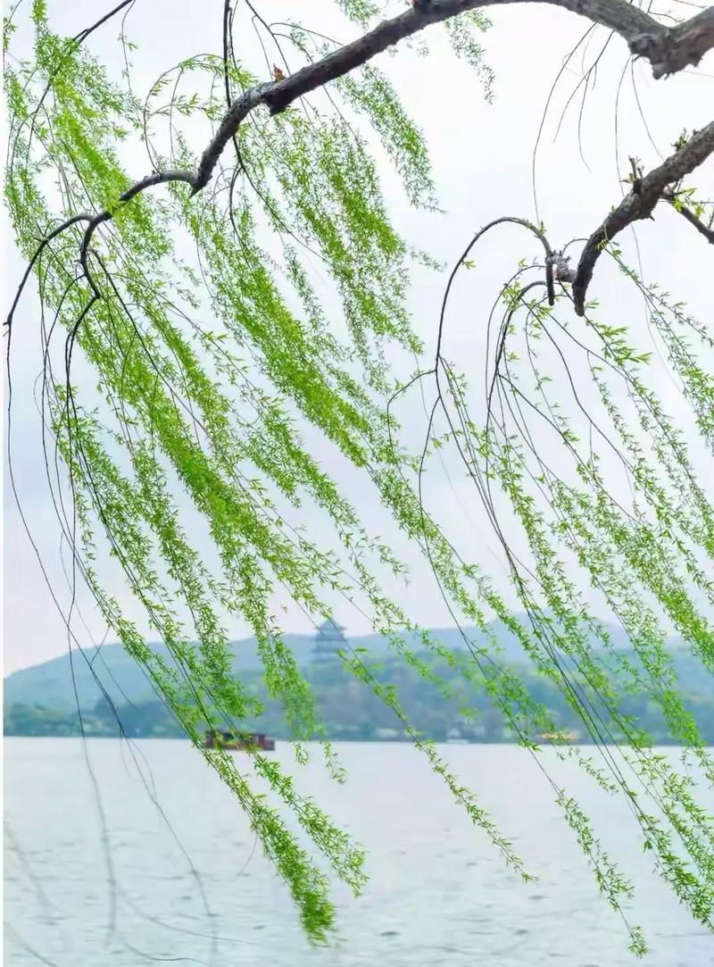 出句：风牵柳线织春帏；
对句：燕剪桃云裁画锦‌。

联意解析：
此联对仗工整、意