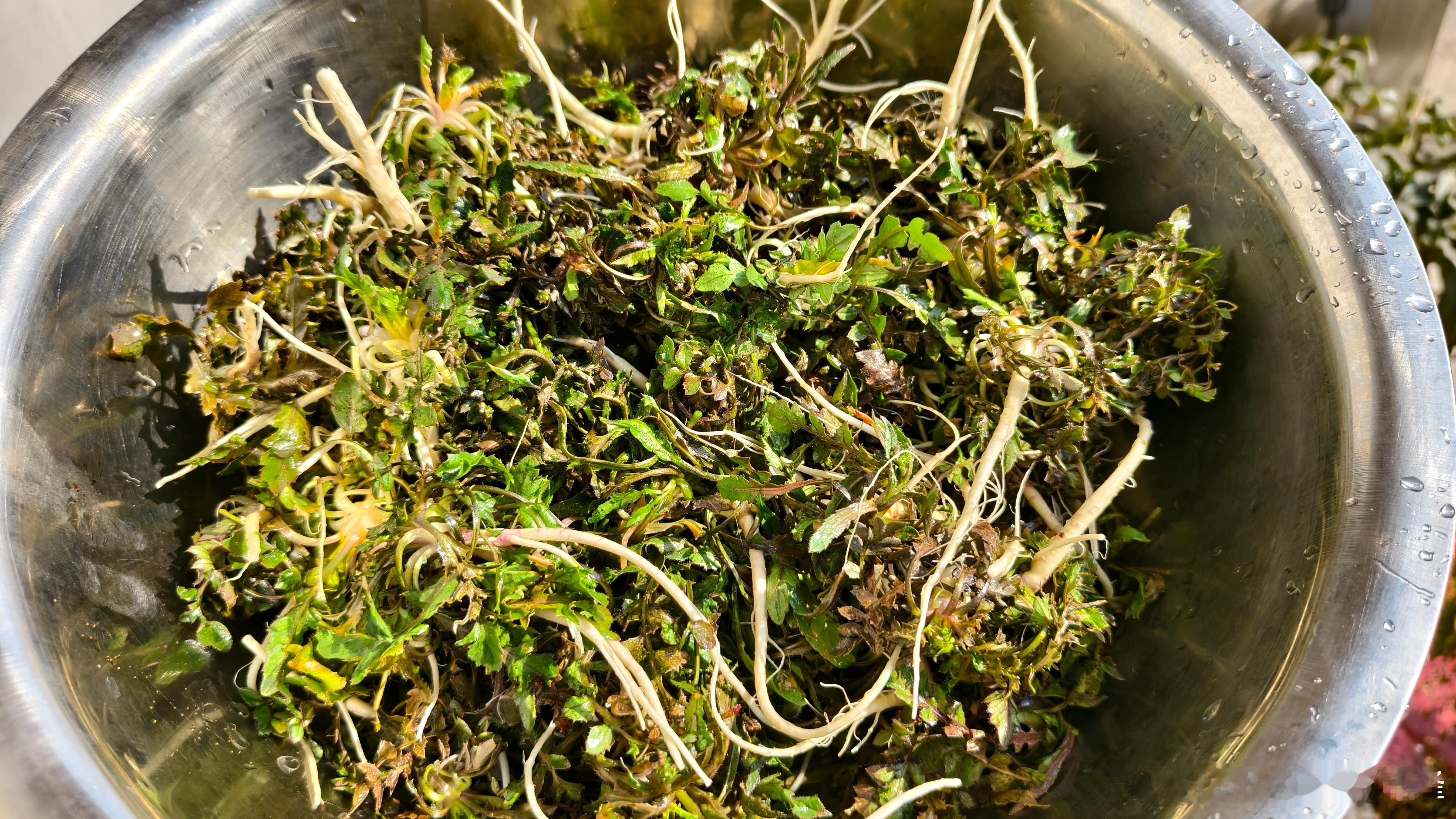 世间千般味道，唯有野菜奇妙。 