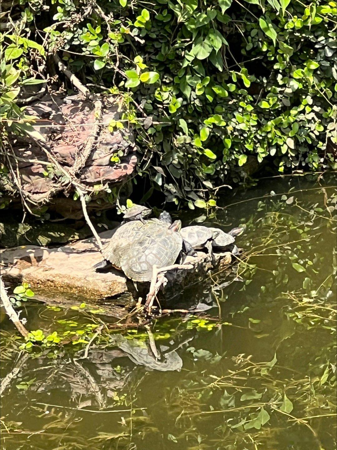 能找到几只🐢 