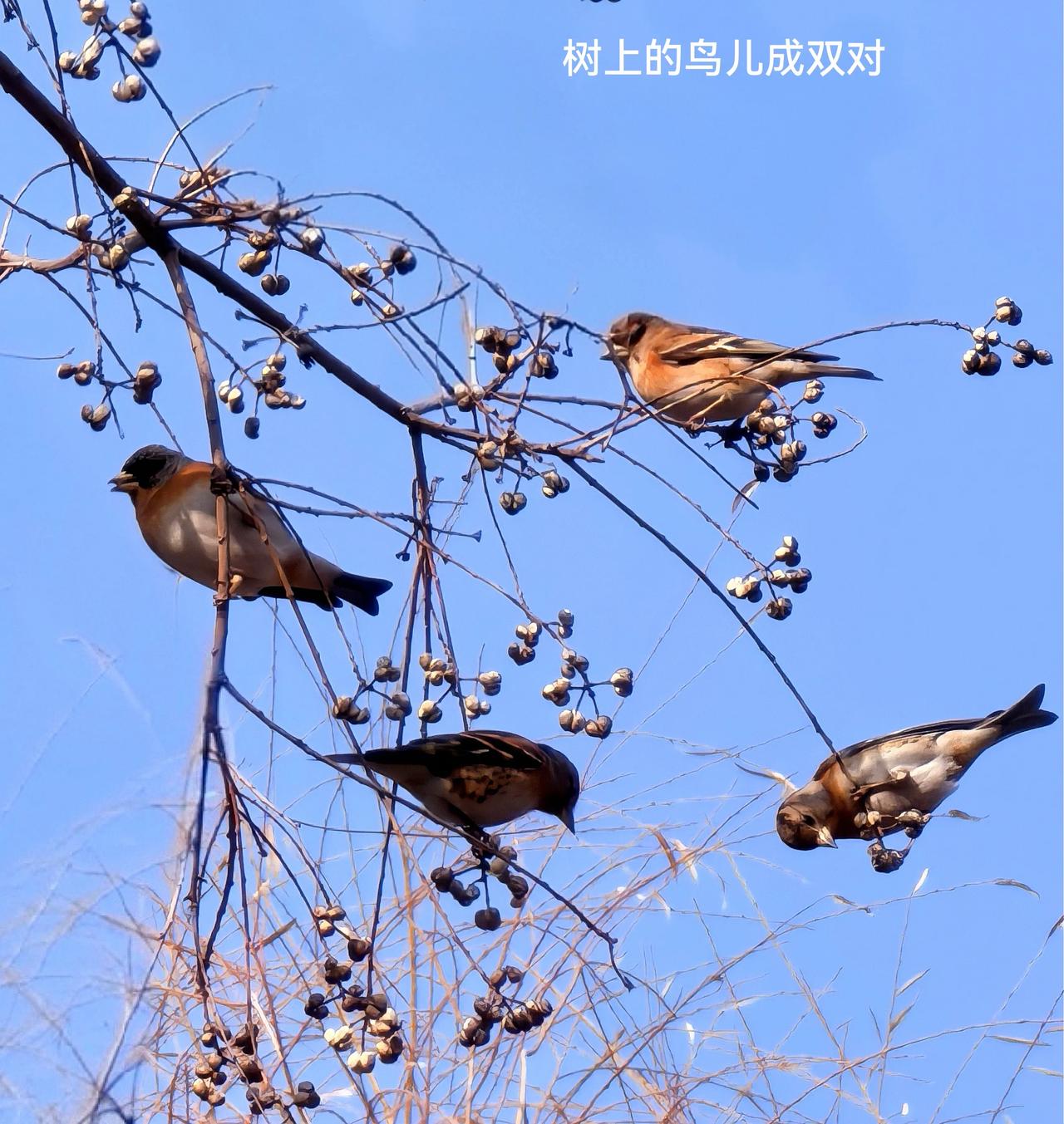 鸟类图用手机拍鸟只能是用来欣赏，也不能说一无是处。《树上的鸟儿成双对》