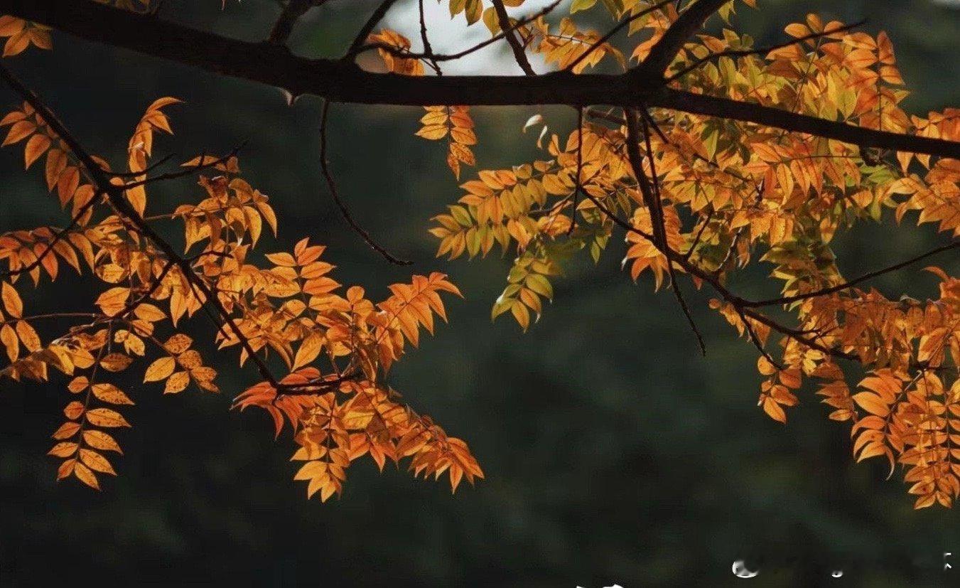 霜降节气星象🍂2024年10月23日06:14AM，太阳到达天蝎0度，霜降节气