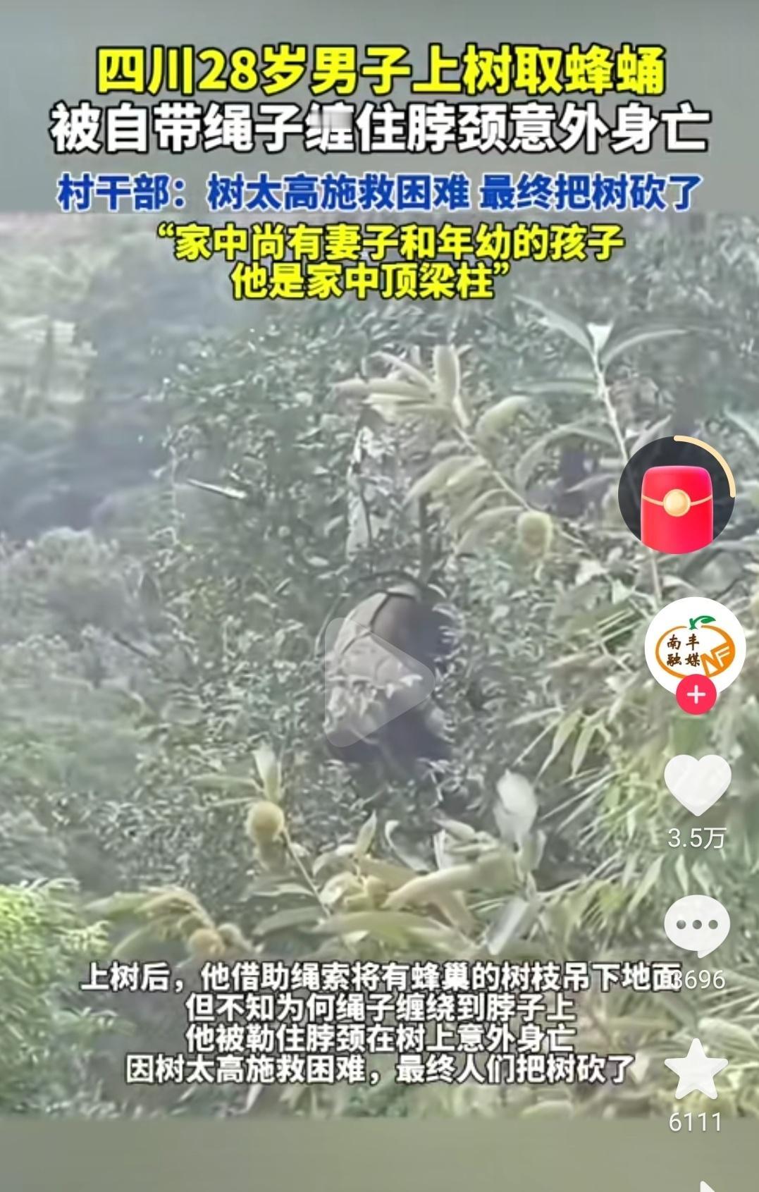 “30米高的树上，
那个想多赚点钱给伯伯买药的男人，
再也没下来……”
 
四川