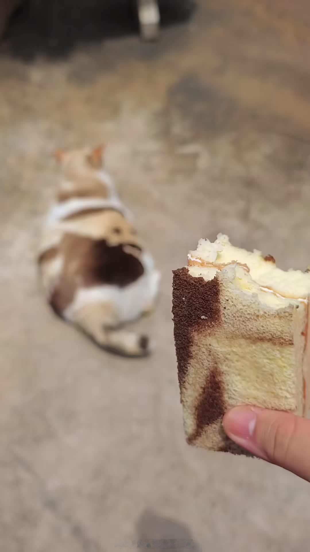 买的小蛋糕和小猫撞衫了[求关注]生活碎碎念我的精神状态凉好 ​​​