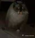 49251【丑猫】猫是蟑螂的概率不为0 