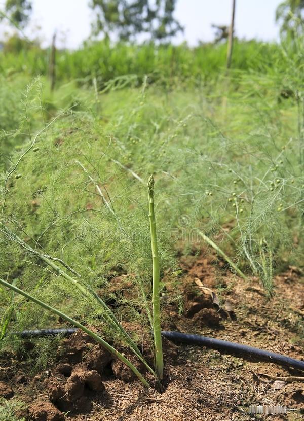 什么蔬菜可以种植一次,多年采收?
种植一次，多年采收的蔬菜，不只有韭菜，还有这三
