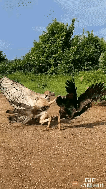 世界上就是弱肉强食！