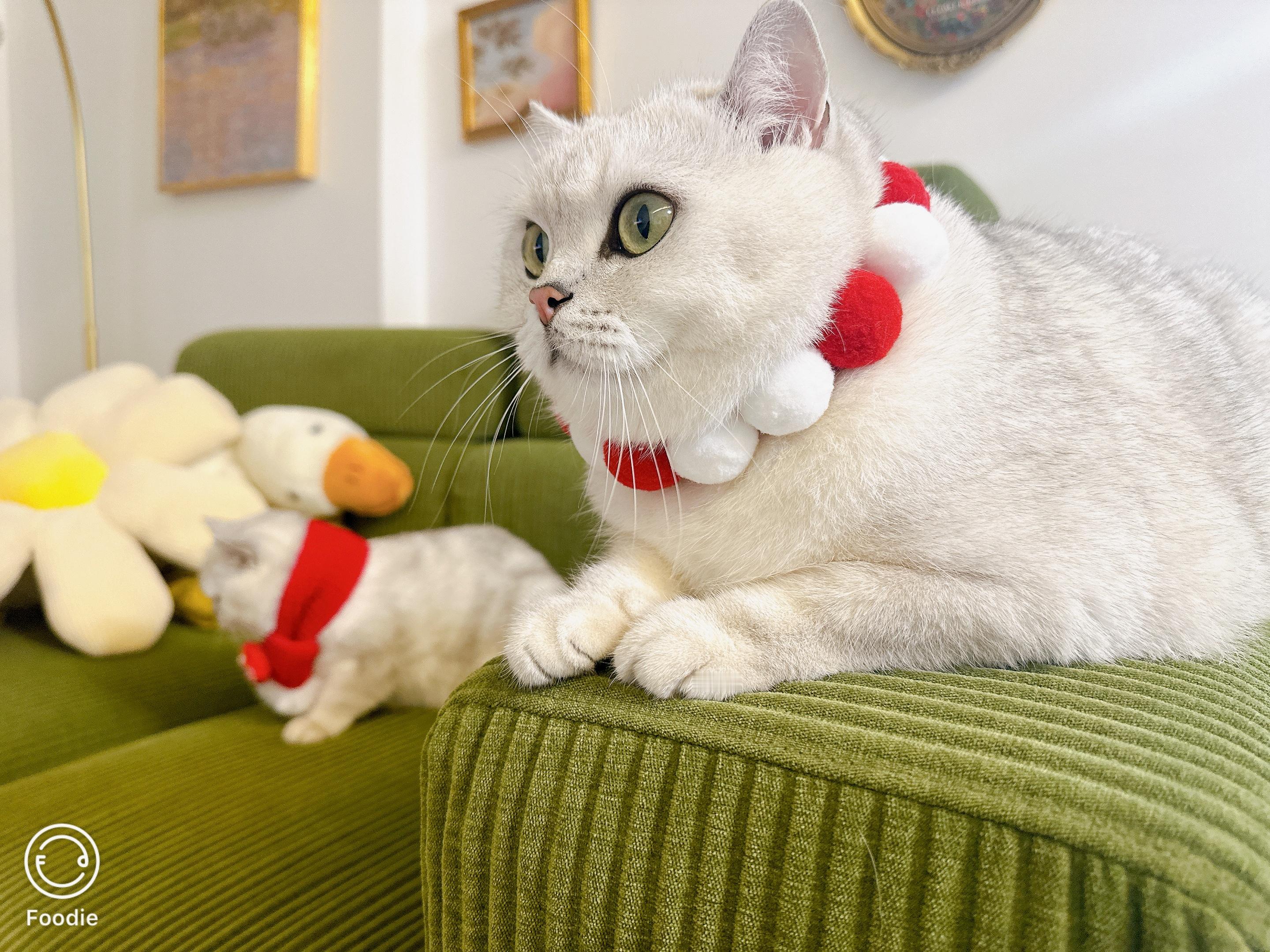 肥肥带妹妹给大家拜年啦！！！#英国短毛猫##辣椒家新家回访##银渐层# ​​​