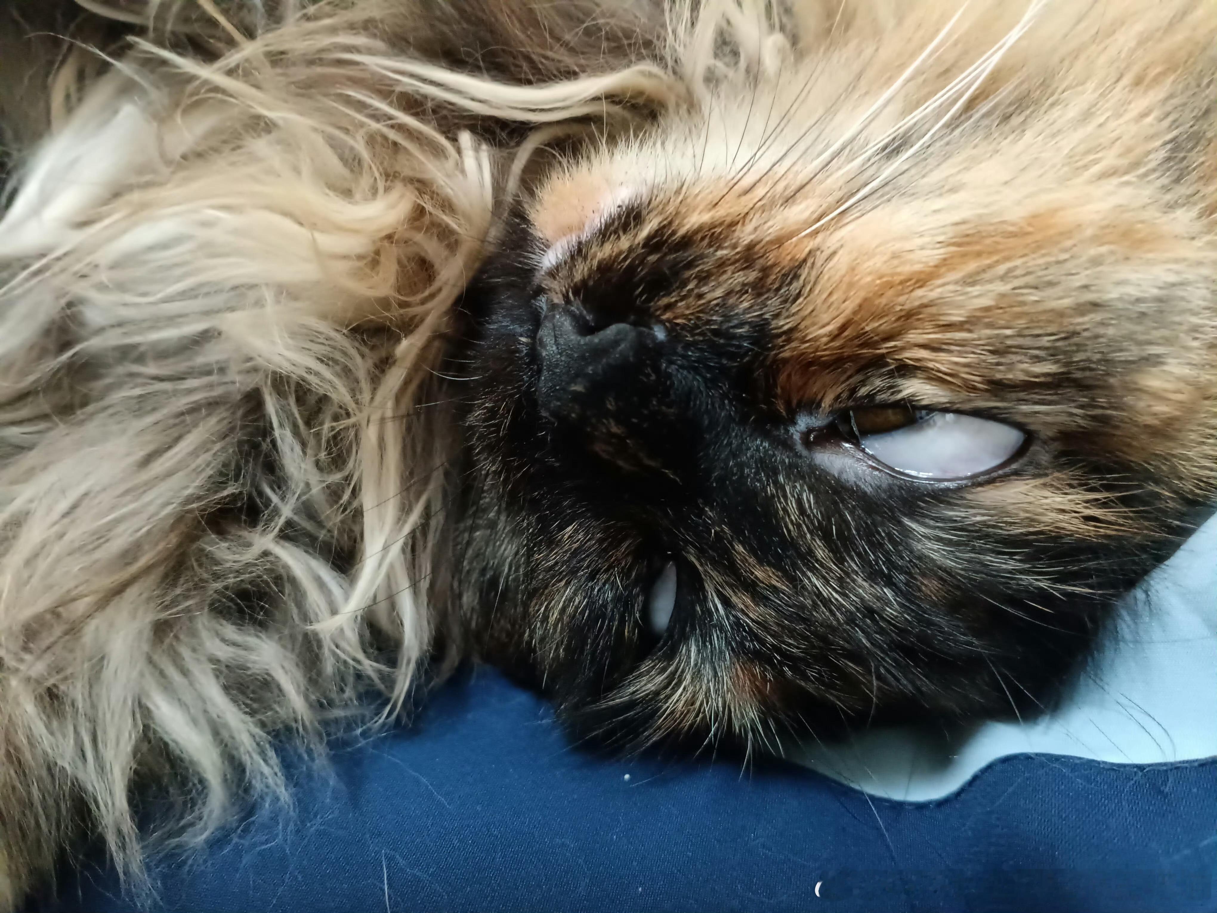 50004【丑猫】这么丑的猫我家有两只如何呢！ 