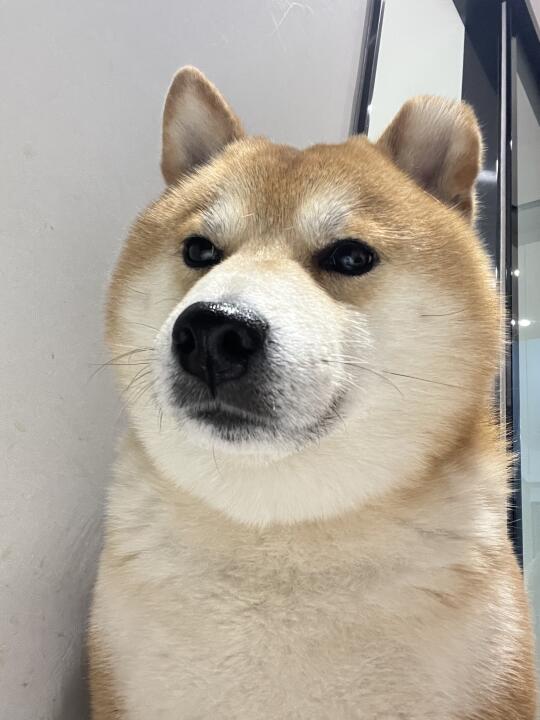 被哥迷倒了吧妹妹