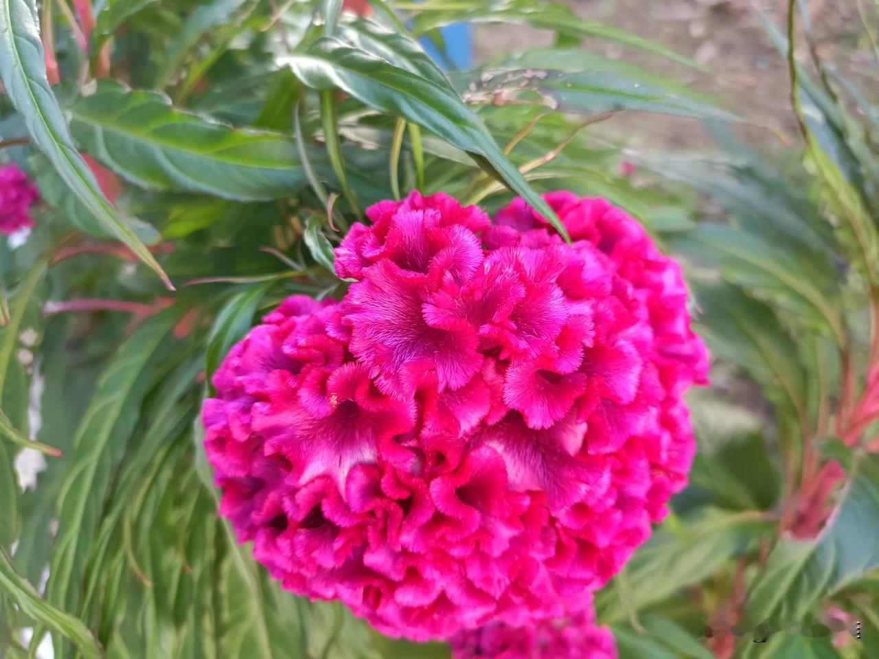#记录秋日生活点滴#
   
      秋日的鸡冠花，俯拾皆是。
      