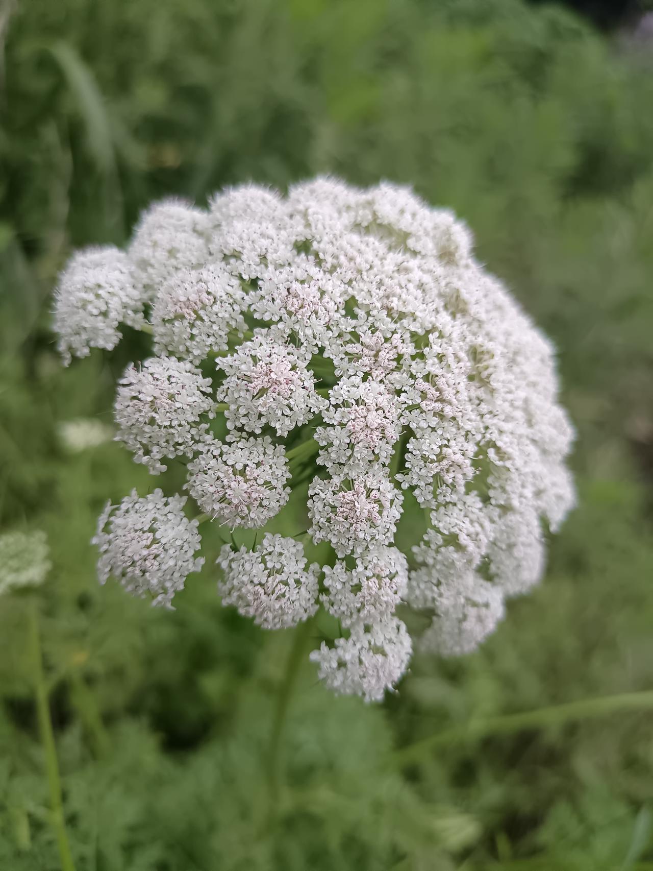 晒一张你拍的花