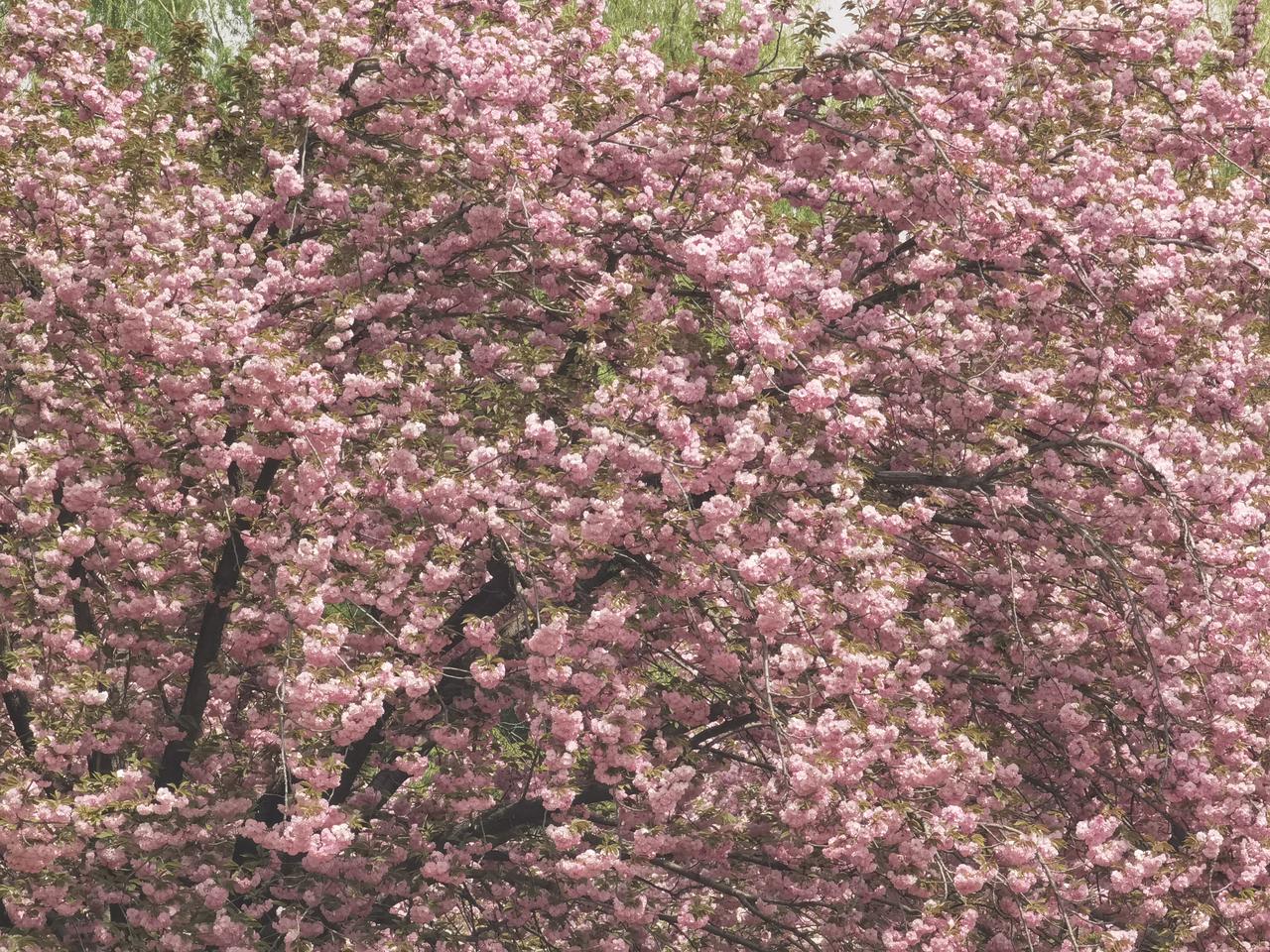 漫步北京——莲花池公园
怒放！