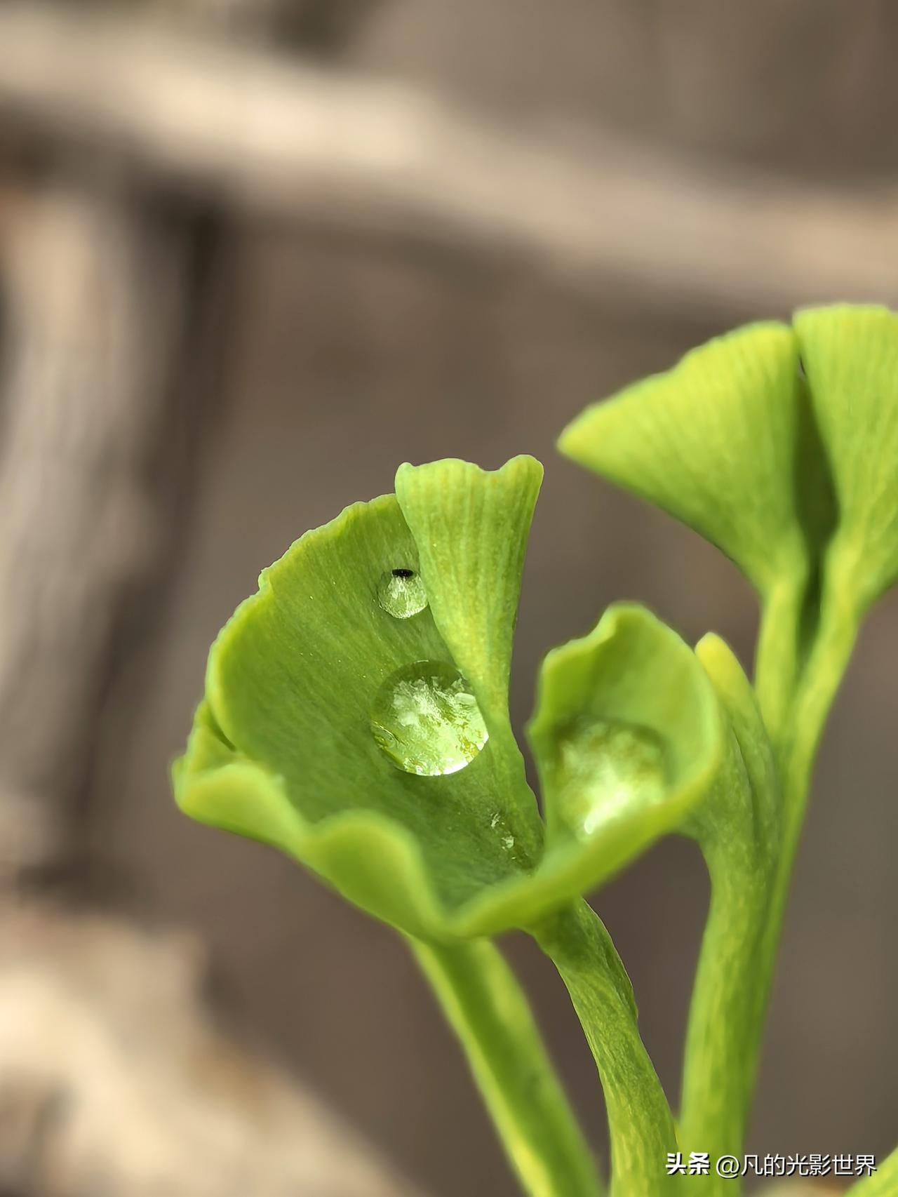 春节后，我一直在是修手机还是换手机之间犹豫，也听说很多新手机价格要普涨。早晚要换