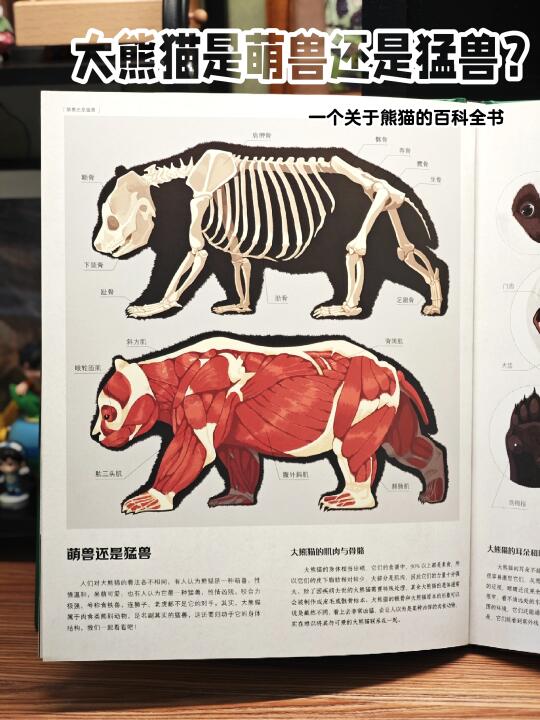 大熊猫还是打架高手，国宝果然很强😂❗