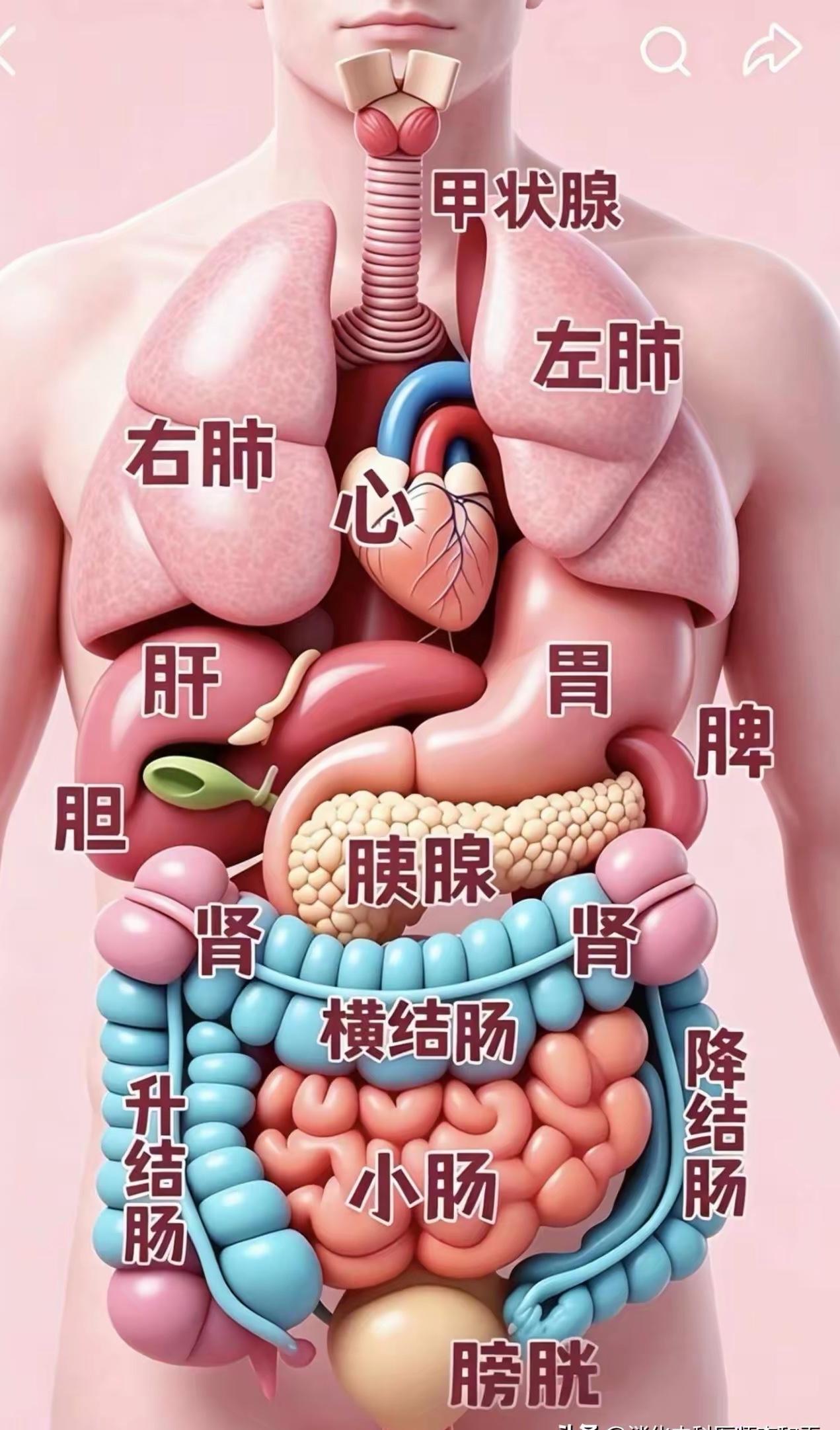 身体各器官高发病盘点，[兔年大吉]哪里疼就对应查哪里？

甲状腺

高发问题：甲