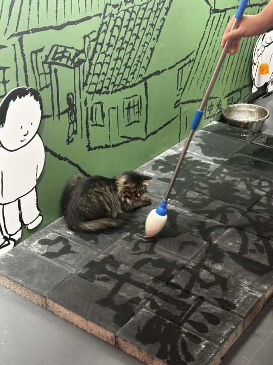 深藏北京胡同！“抽象小猫”展&书店咖啡🐈📚