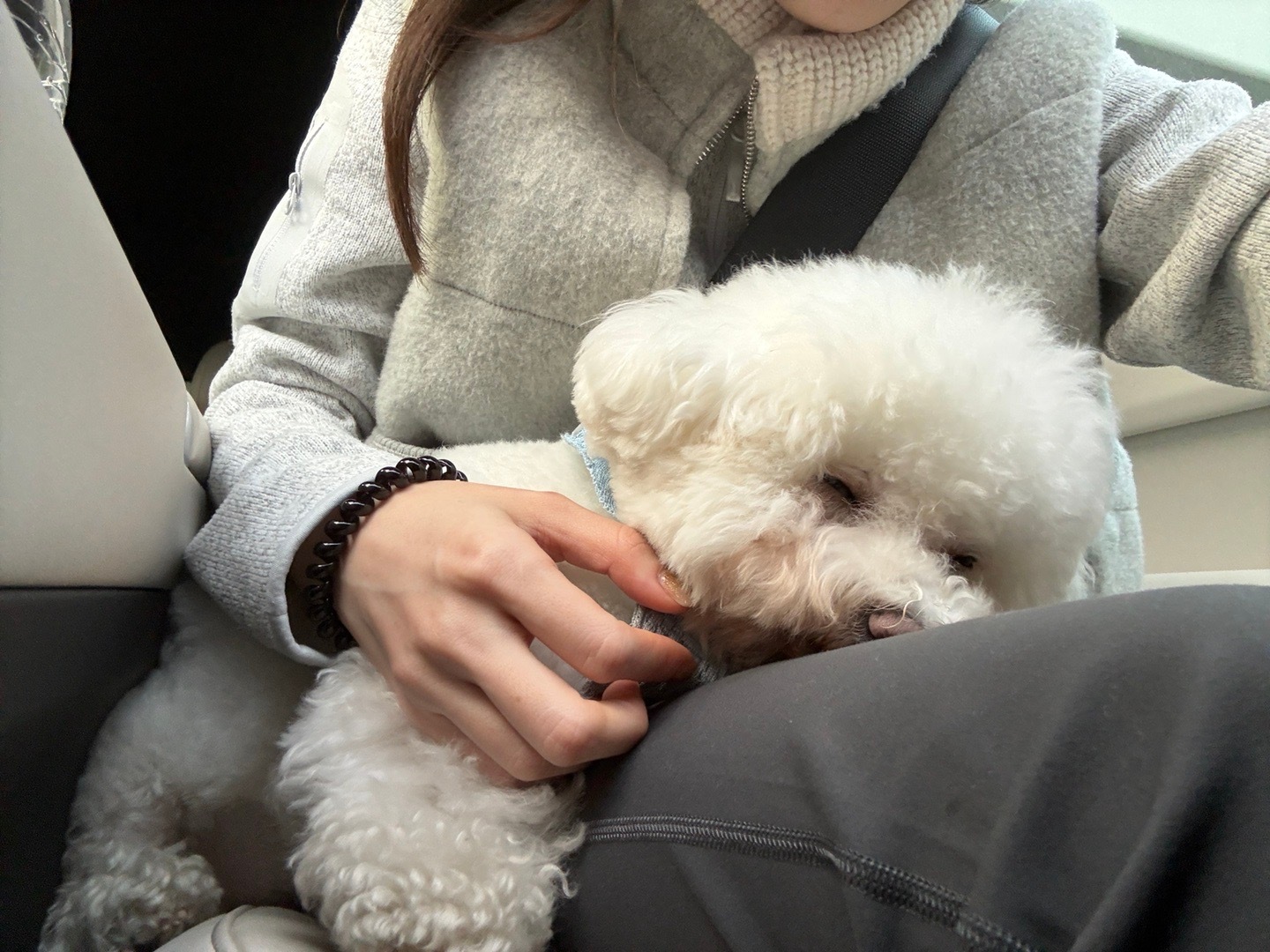 带kuku徒步一下午 小狗很兴奋 甚至有点儿体力消耗不尽的感觉 意犹未尽结果一到