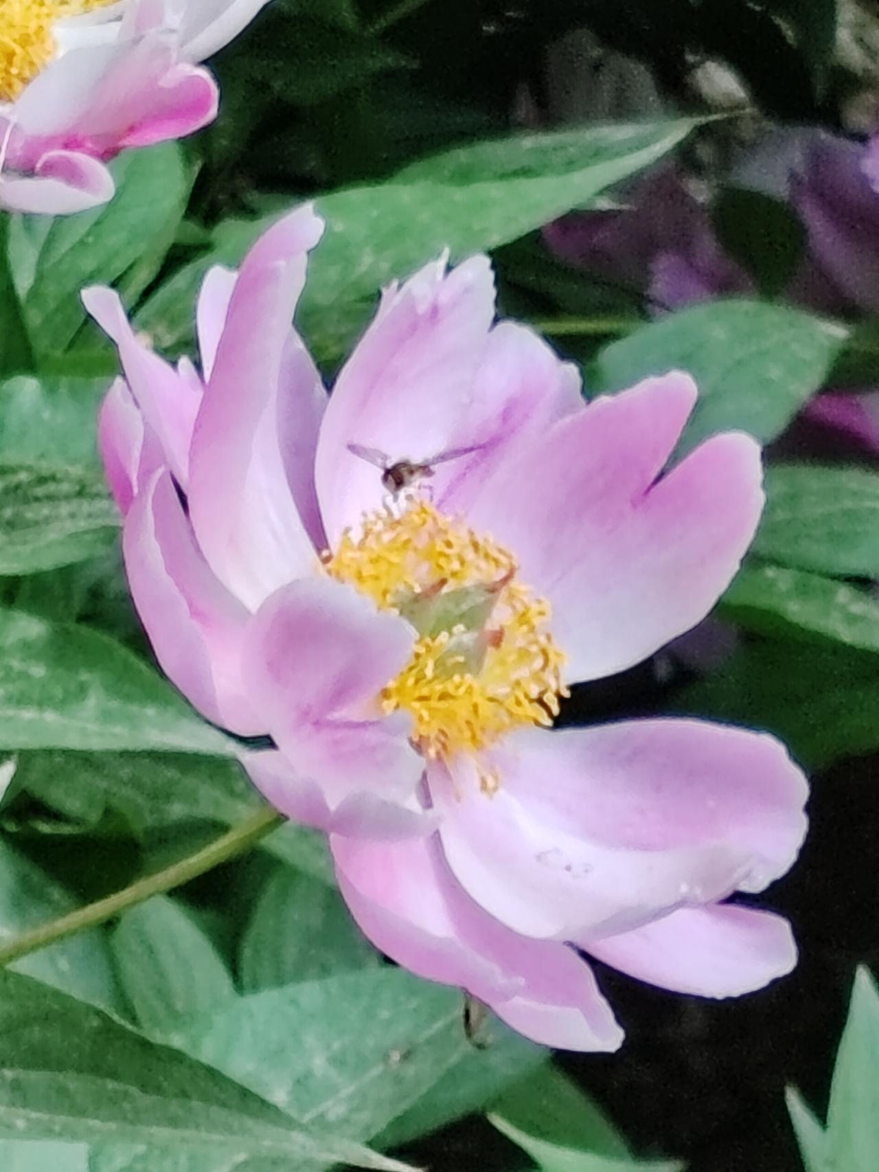 分享美丽绽放的花朵属于芍药的时光