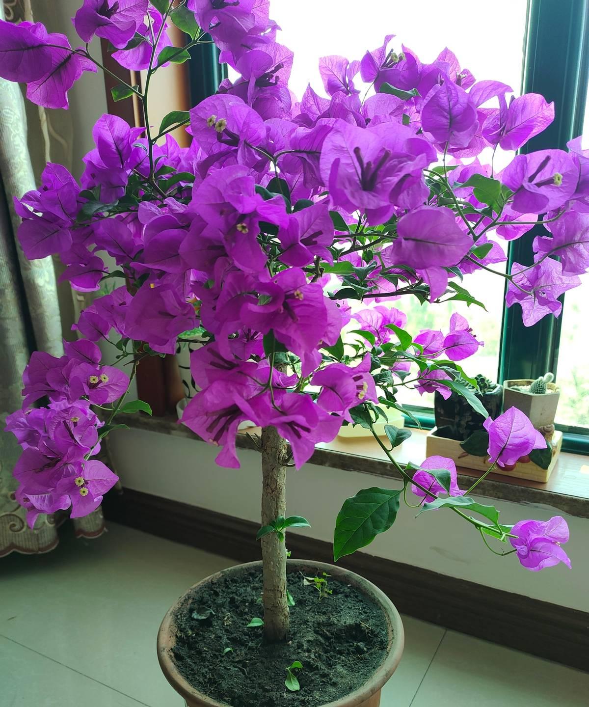 一花友周末把快蔫的三角梅扒出旧盆，根团板得跟砖头似的，底托还汪着臭水。
她咬牙剪