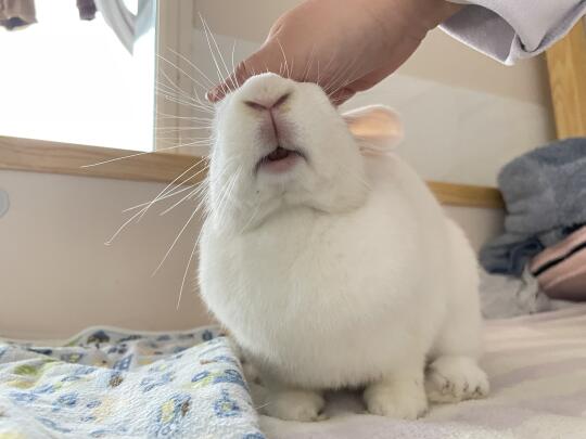 听说兔子不能跳上人类的床