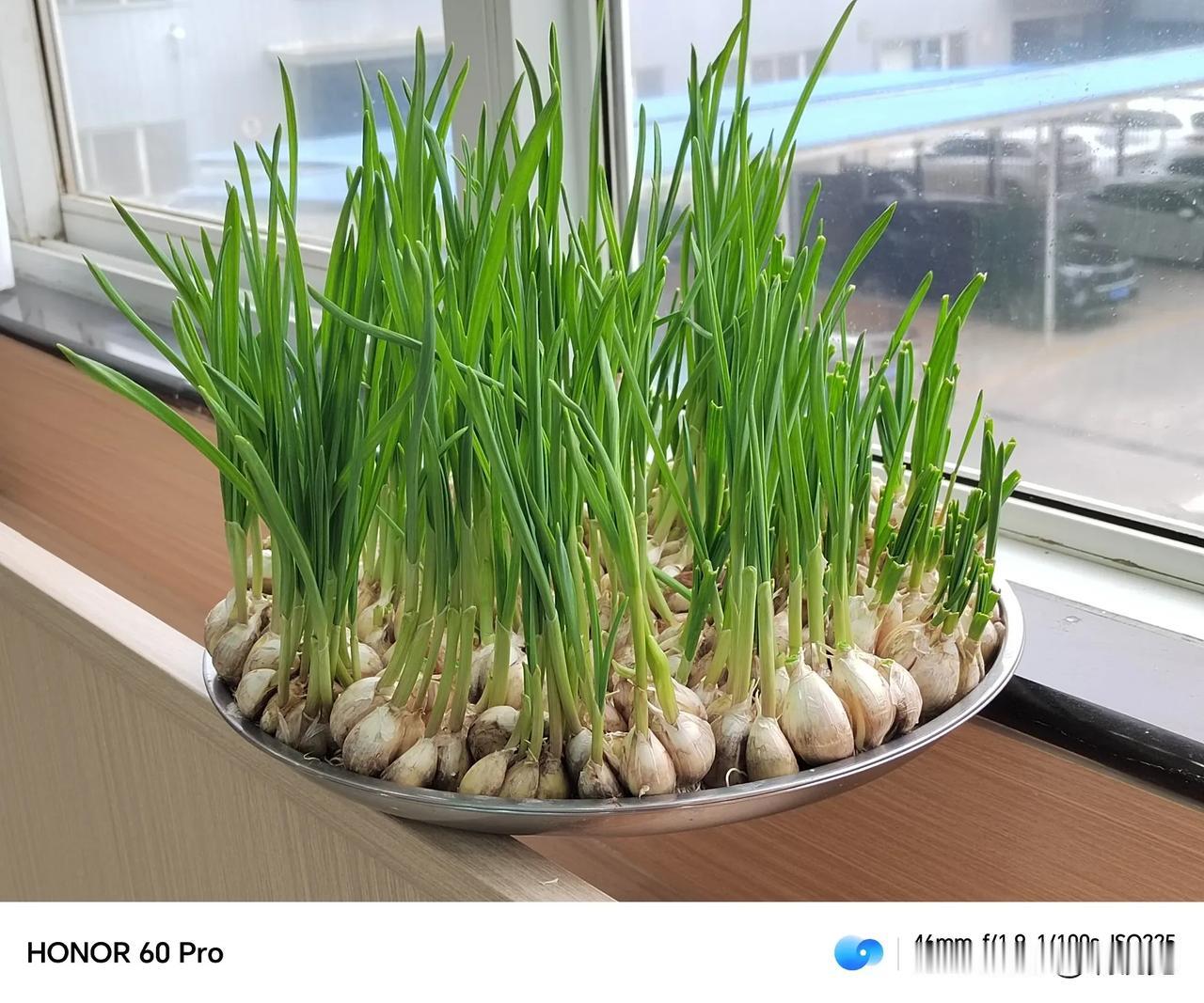 绿意盎然。#形态各异的植物# #感受植物的魅力# #不知名的花草，# #角落里的