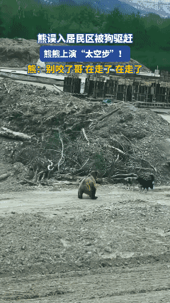 你就不能和它干一架吗？[捂脸]