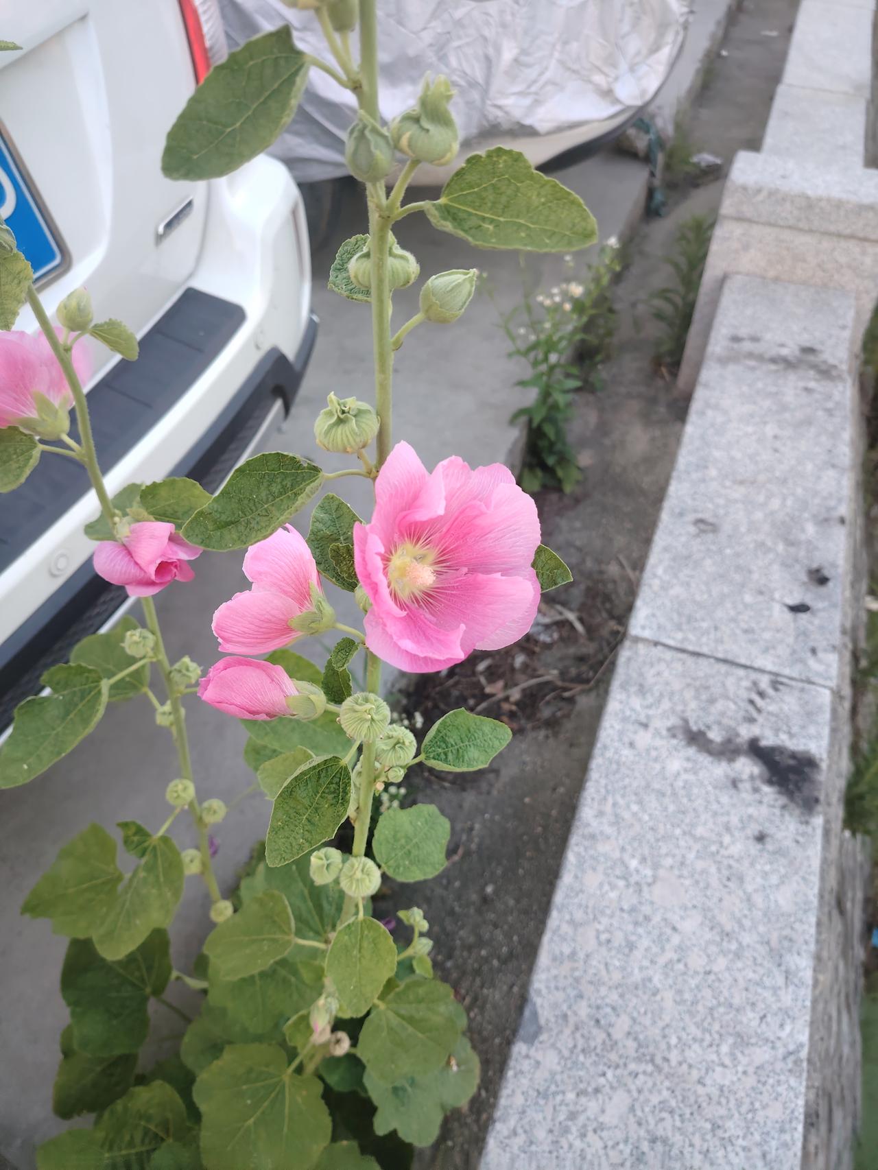 相册里留存着河边那些花花草草的倩影，现在河边的花马上就要开完了，深夏已然到来。看