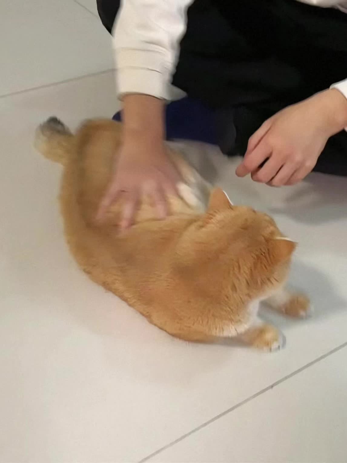 邦邦硬的猫
