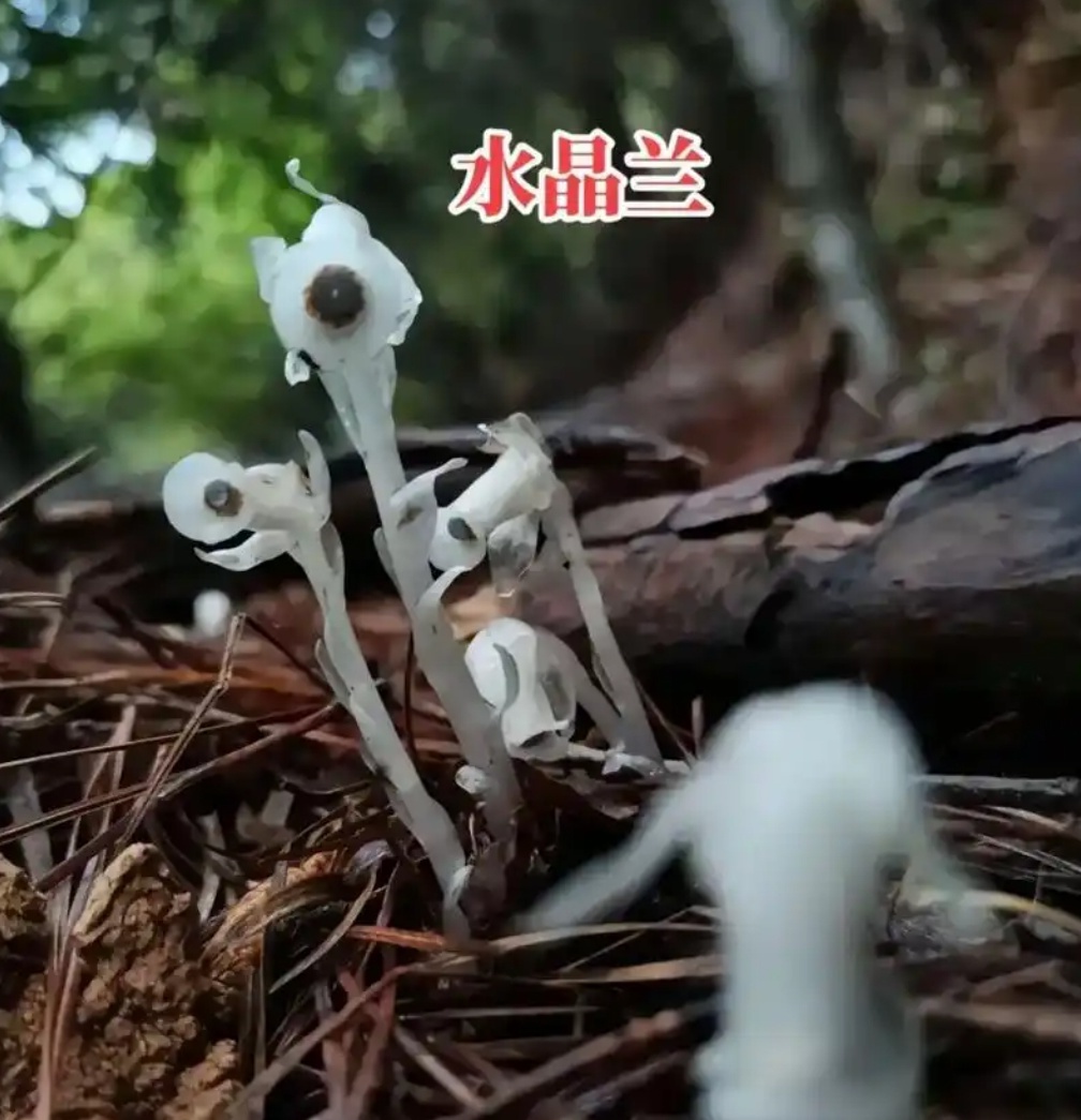 哀牢山发现7株冥界之花不出意外的话，接下来就会出现一些不知好歹的户外网红去实地探