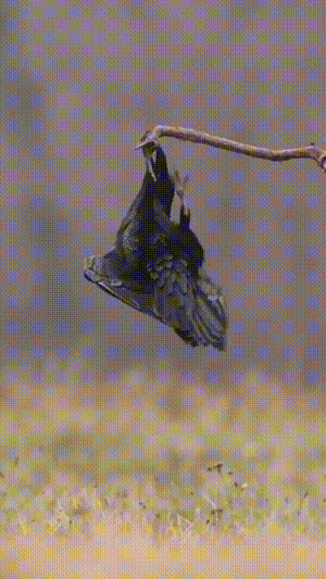 大爷
再这么练下去
老太太们就容不下您了