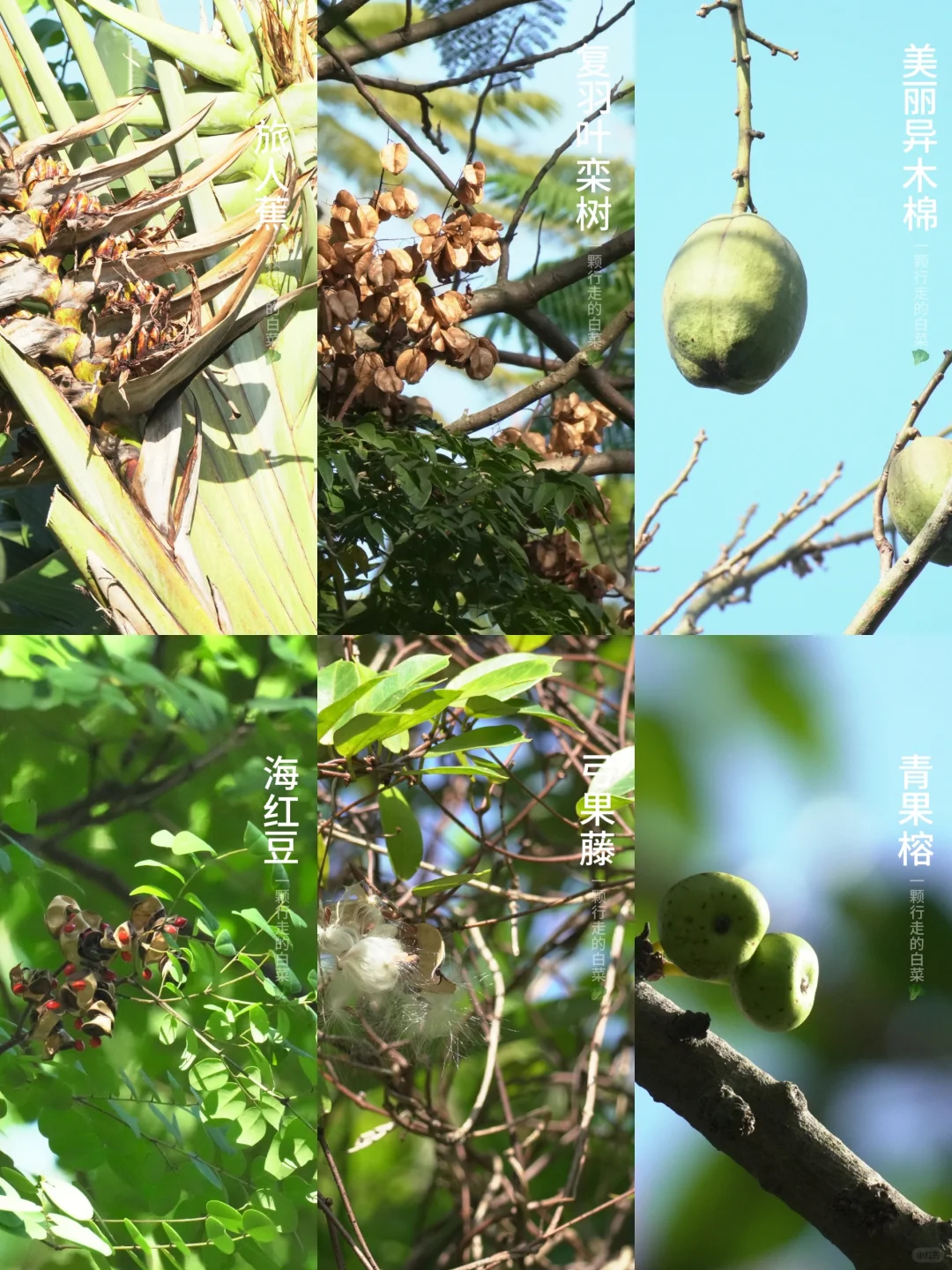 秋日果实图鉴3️⃣｜你见过这些果实吗？