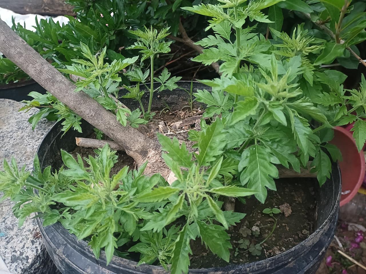 后手用劲，前手出拳，
两手要对拉，
两手在脊柱左右对拉旋转，
互相借力，
这是形