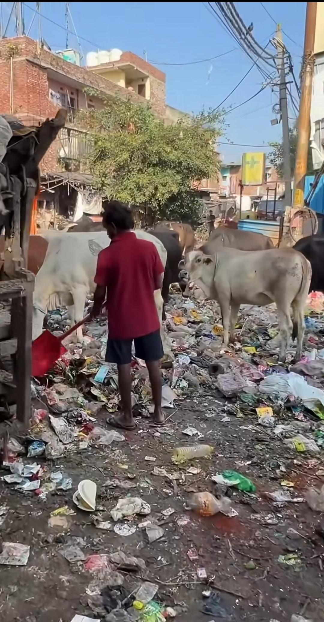 三哥家的牛，被当做神一样的供着，也不可杀生。一开始我不明白为什么当做“神”，后来