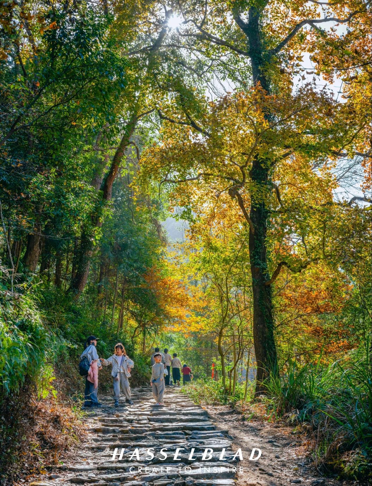 台州徒步｜我宣布这里是浙江赏枫的“神”❗
今年南黄古道的枫叶秋景已经杀疯🔆
小