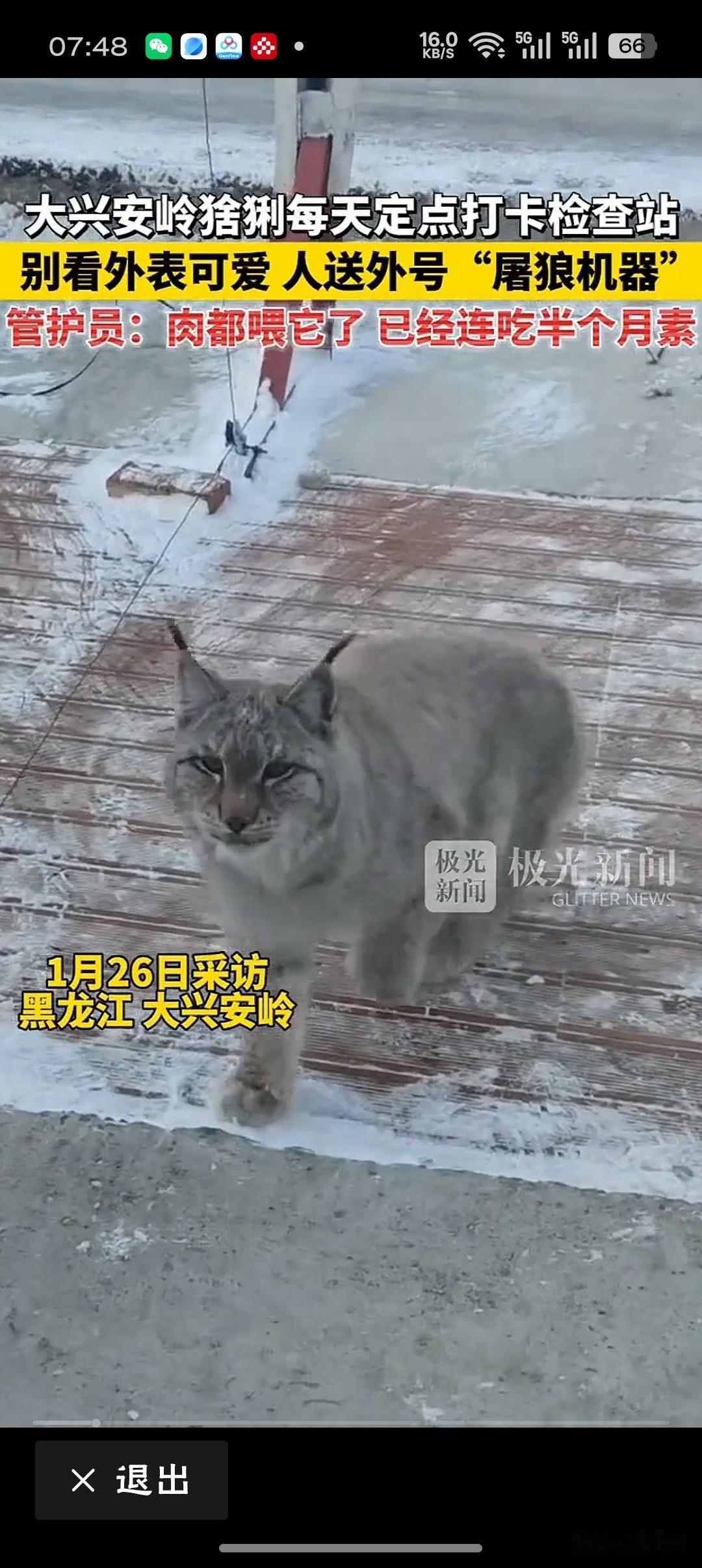 大兴安岭猞猁每天“打卡”检查站林海雪原的“打卡”，比朋友圈步数更硬核——这是自然