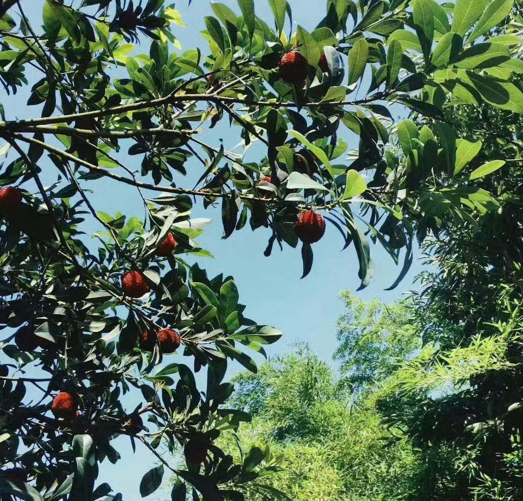 天气超好终于可以吃上今年的阳光味东魁啦～～ 