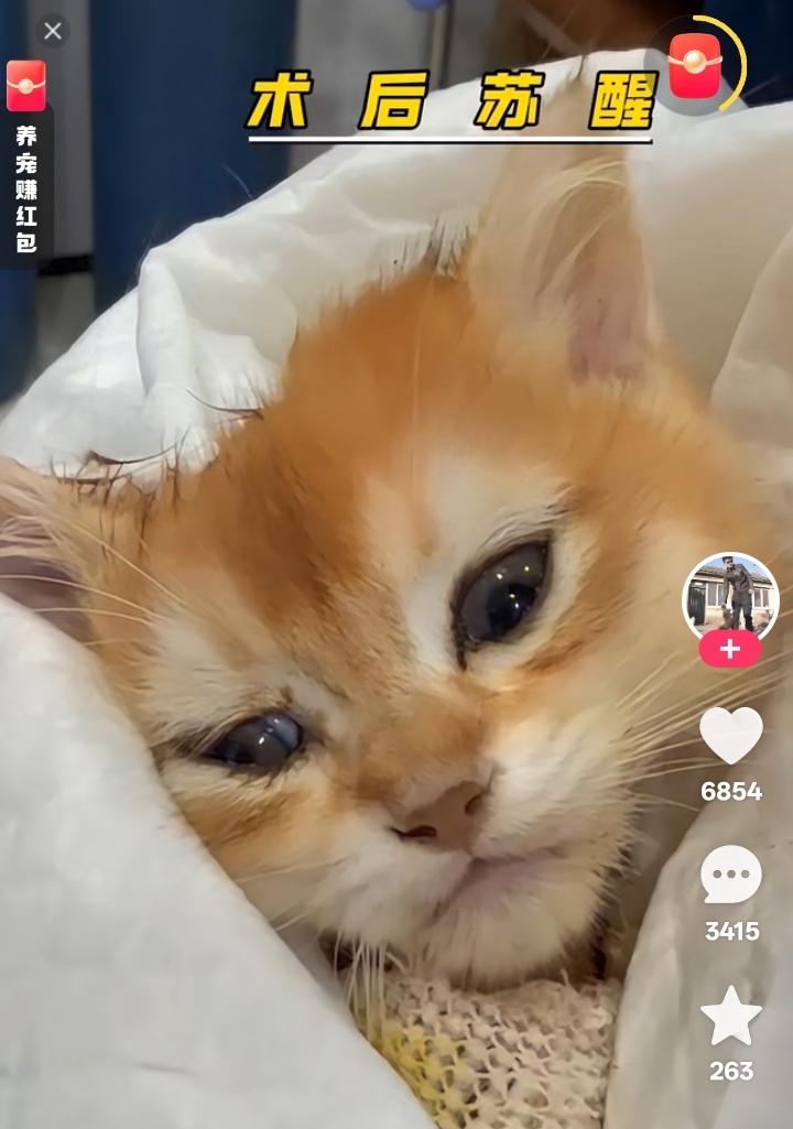 它还是一只懵懂年幼的小奶猫，尚且没有好好看过这个世界，就被人恶意残忍截去了两只前