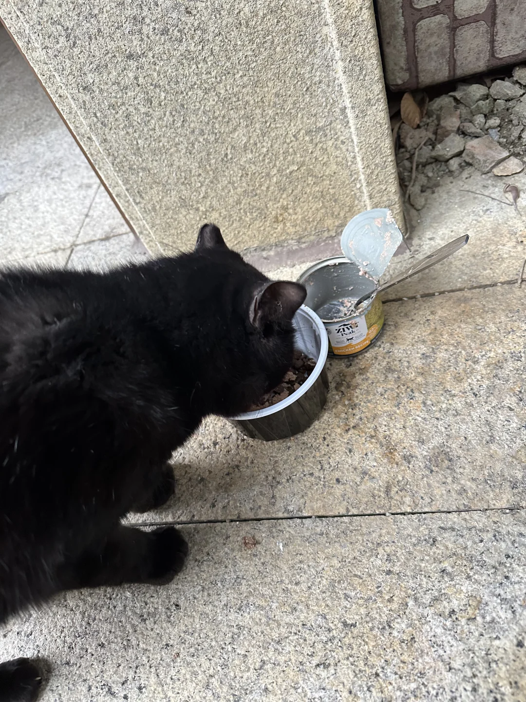 黑猫灵性
