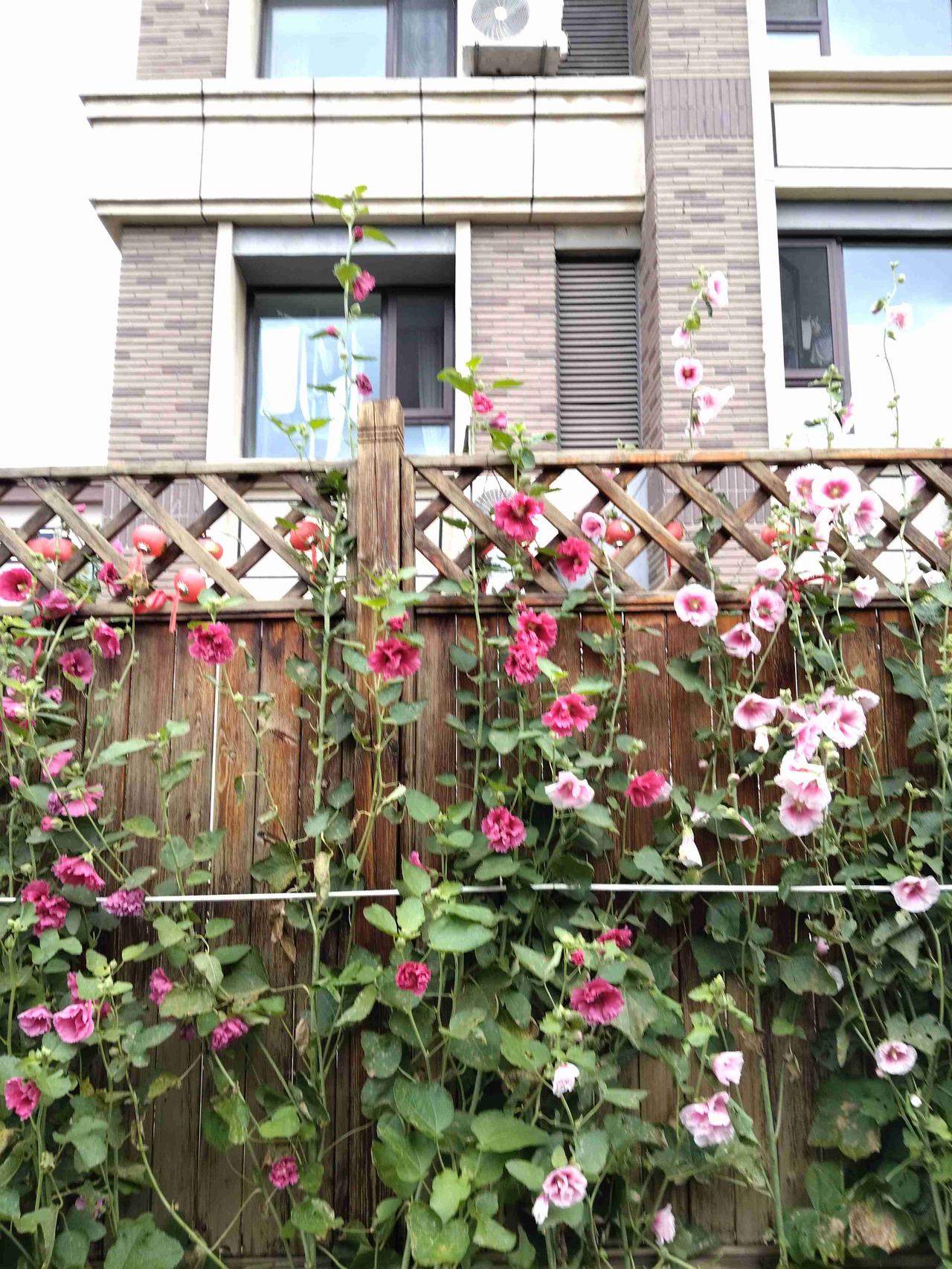 我的今日状态：😁轻松愉快
我这里的天气：☀️晴天
  这里是黑龙江省大庆市花蔓