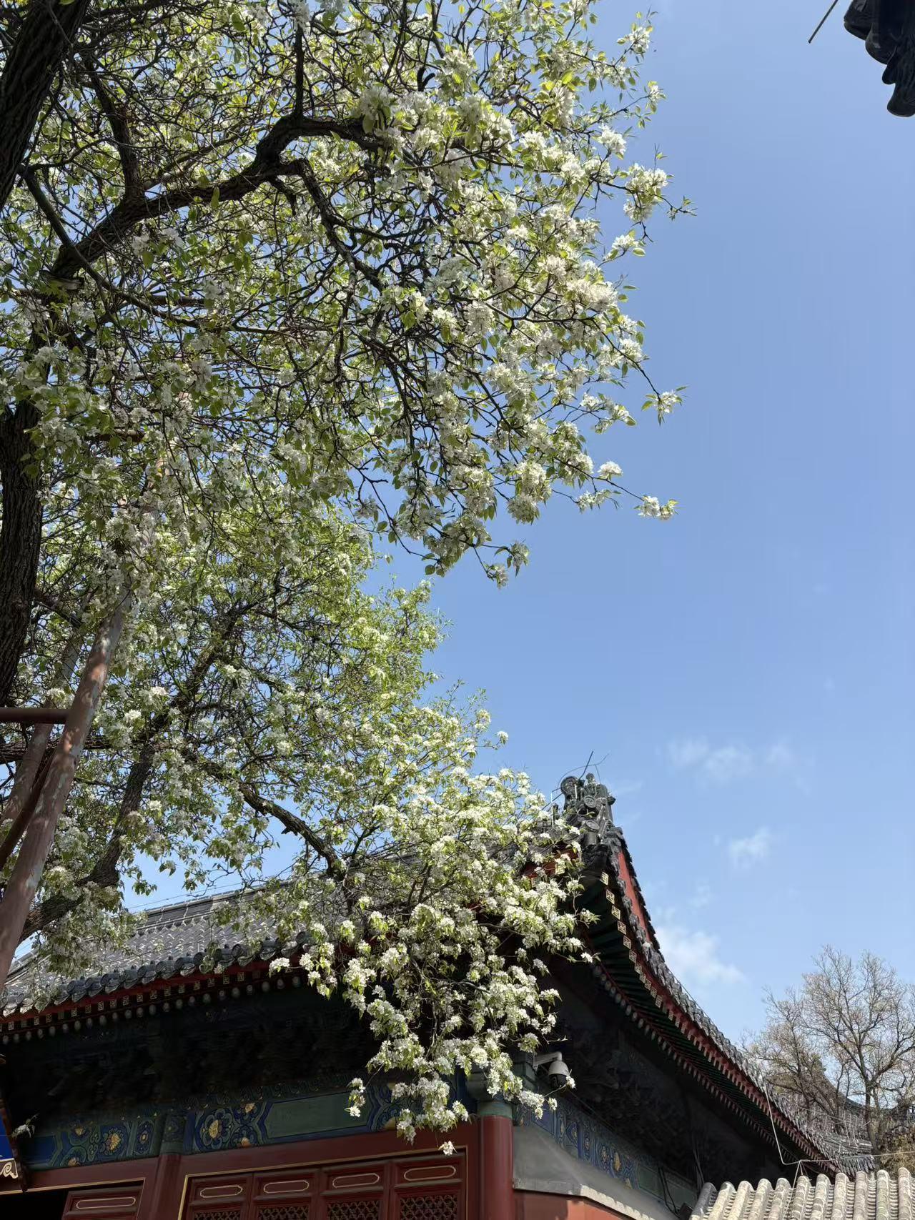 晒图笔记大赛梨花盛开的季节