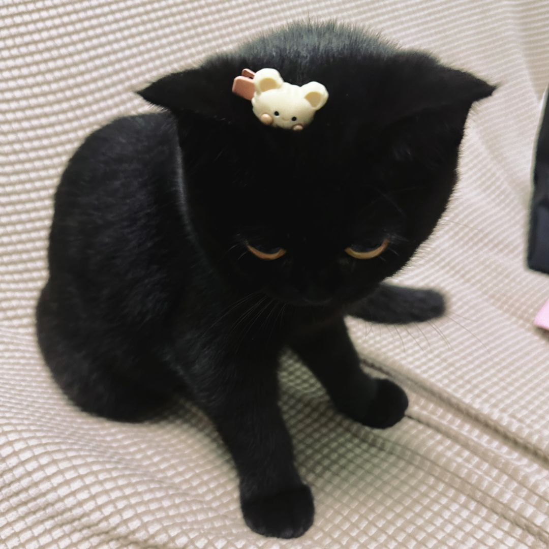 宝宝是小老鼠来的