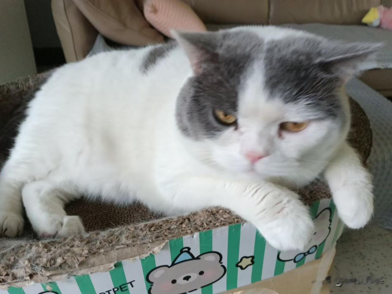 人不如狗，猫比狗舒服。我不讨厌猫猫狗狗，但不会养在家里，挣钱养家没闲，动物尿尿粪