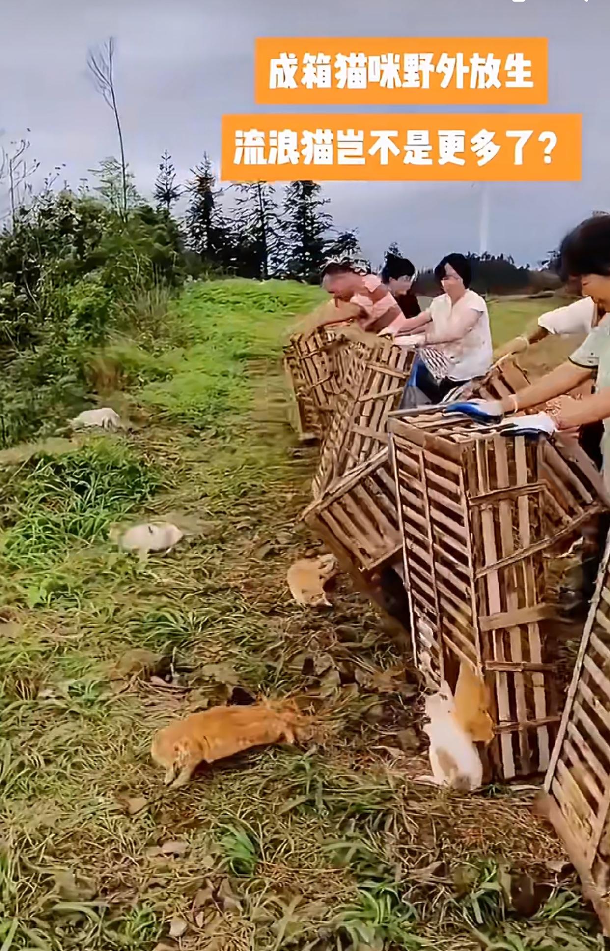 相比有人在水库边放生流浪猫导致几只猫掉进水库，我们更应该重视越来越魔怔的流浪猫放