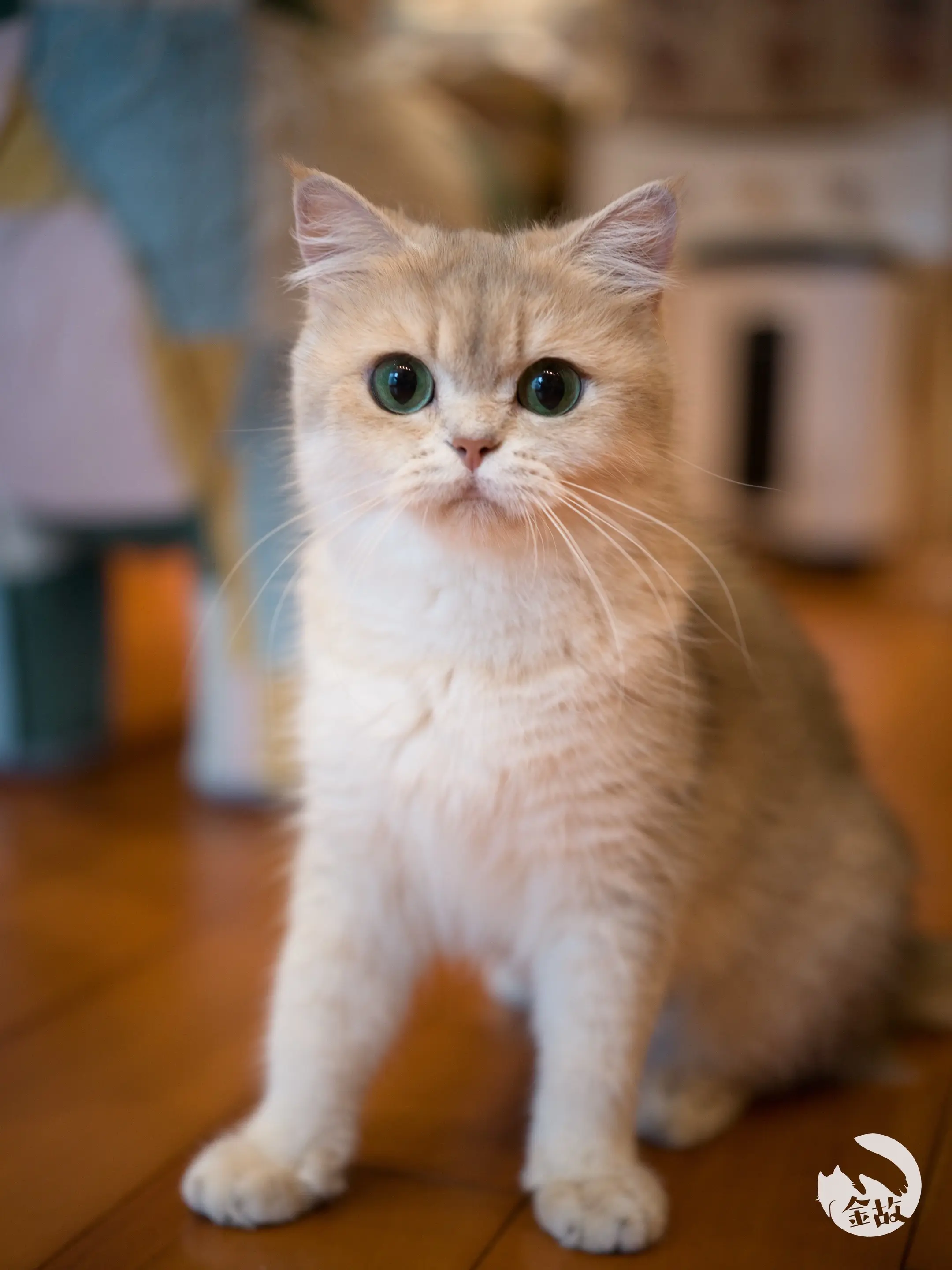 认识一下，我叫babi～