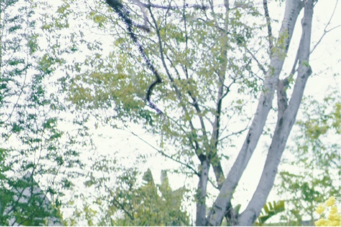 《游园不值》宋·叶绍翁应怜屐齿印苍苔，小扣柴扉久不开。春色满园关不住，一枝红杏出