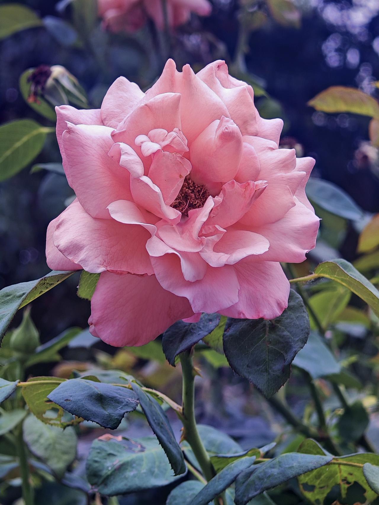 市花名不虚传