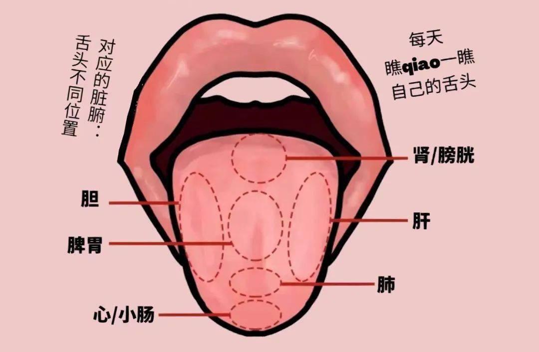 看舌象知五脏，快来看看你有哪些问题

1.舌尖——心
舌尖淡白——心血不足；舌尖