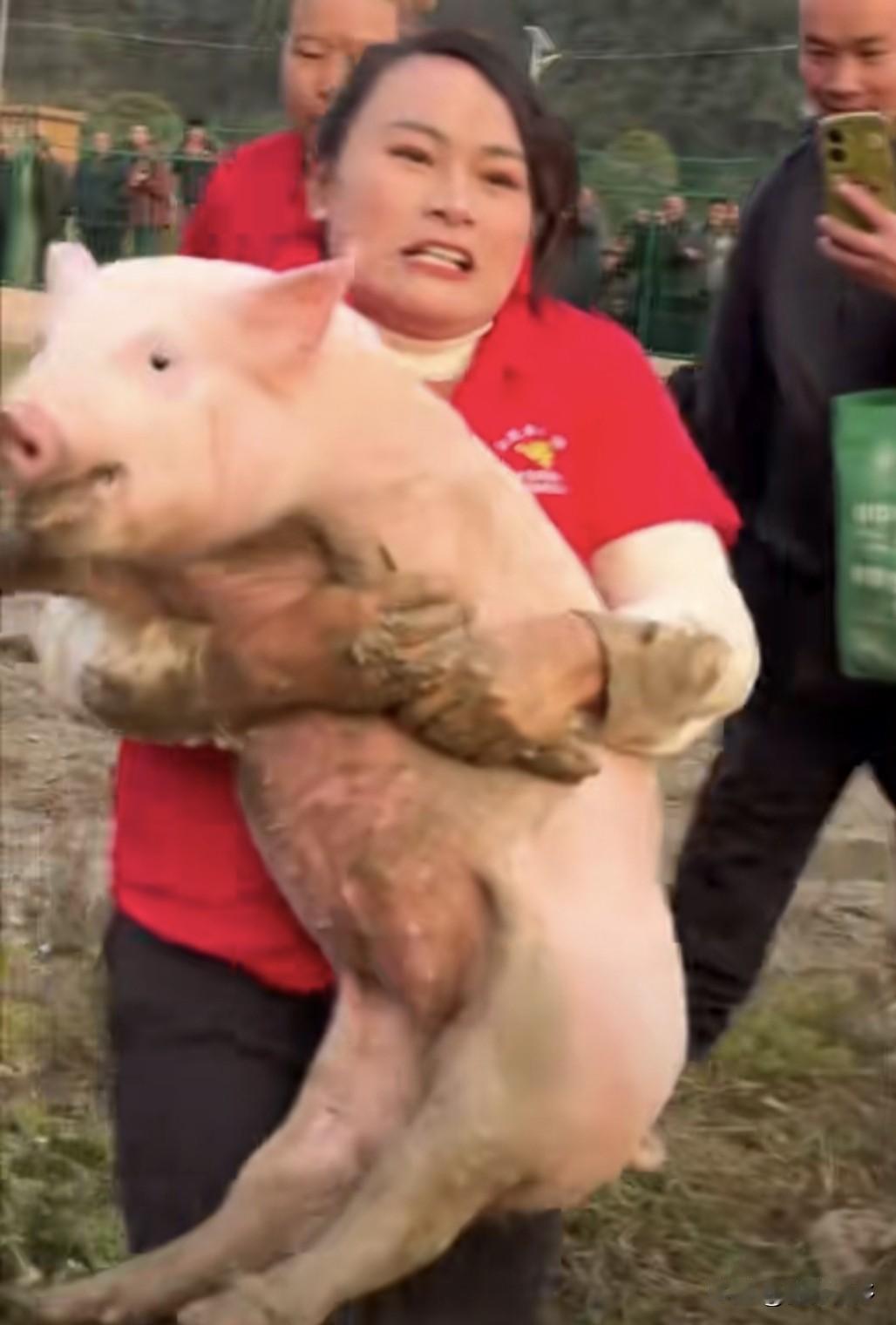 贵州妹真厉害，每次抱猪大赛都赢，今年都抓了22头猪了，网友调侃可以开养猪场了。