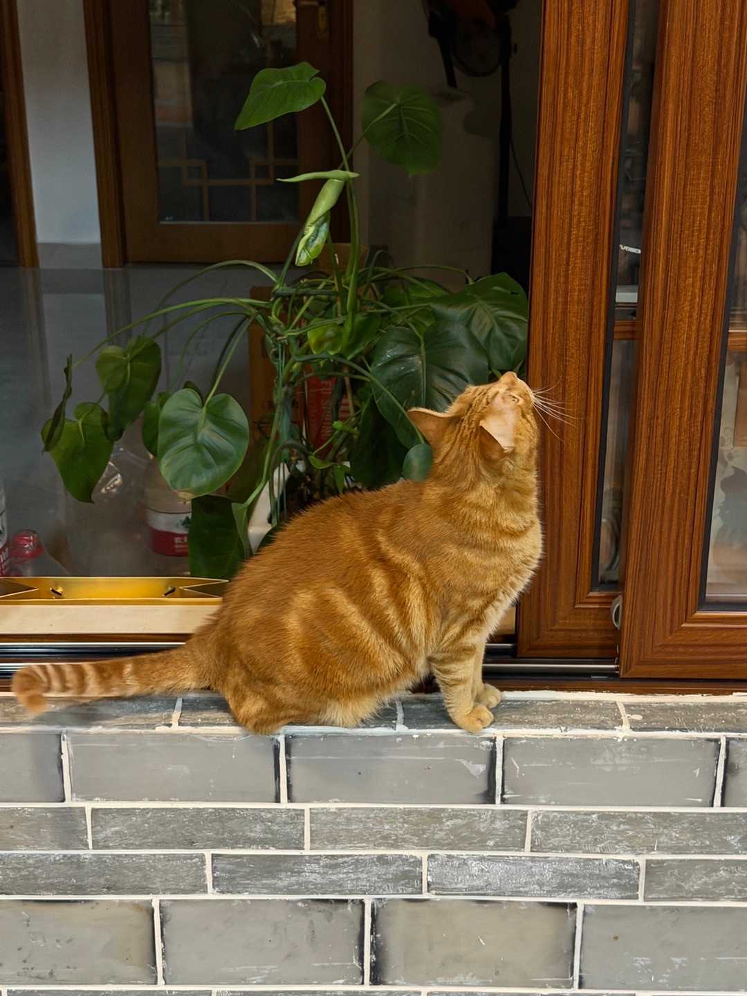 在祖国樟木头镇宠物猫 昨天广州下大雨，快递小哥冒着倾盆大雨将葵香鸡送到我的手上。