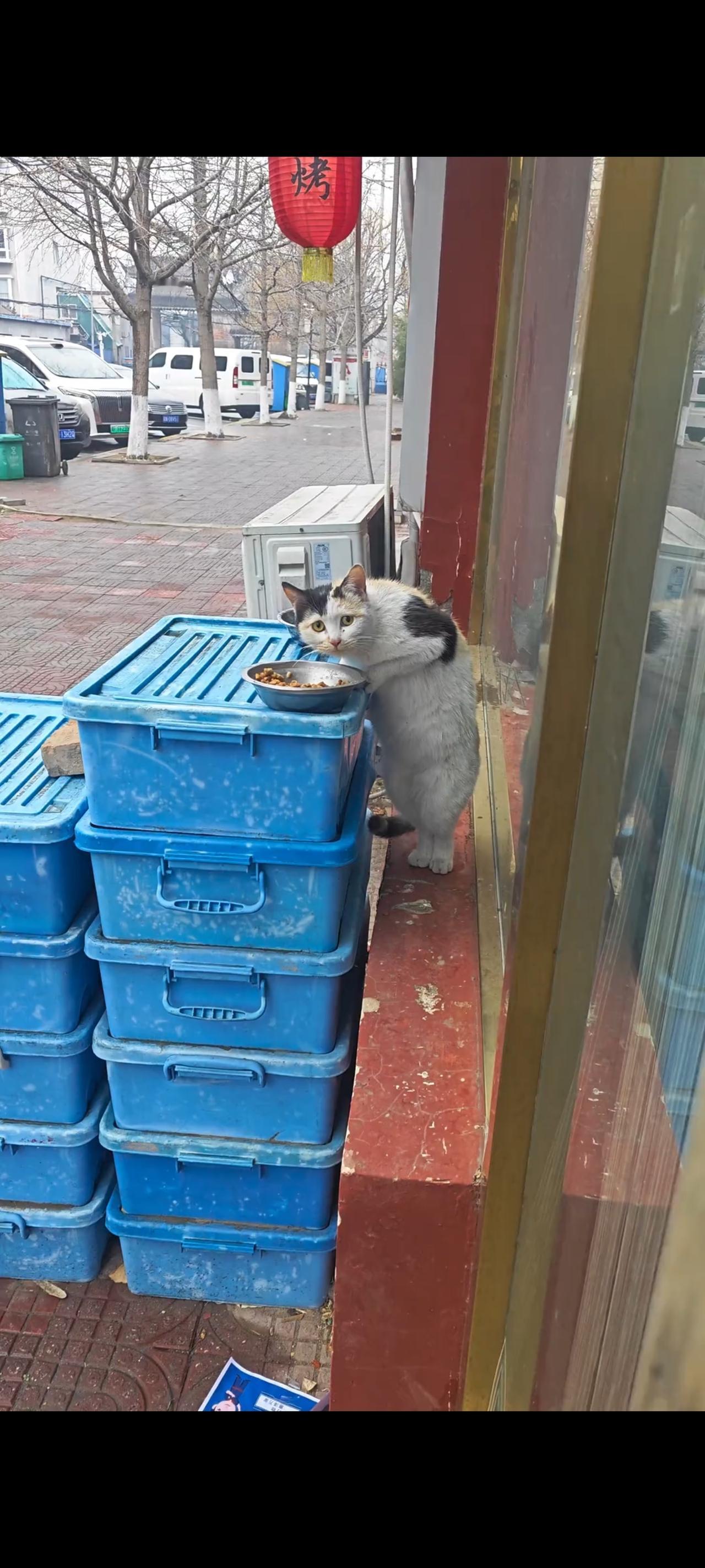 仅仅只是一饭之恩，这只饥寒交迫无家可归的流浪猫竟然足足的在餐馆外盯着人类长达数十